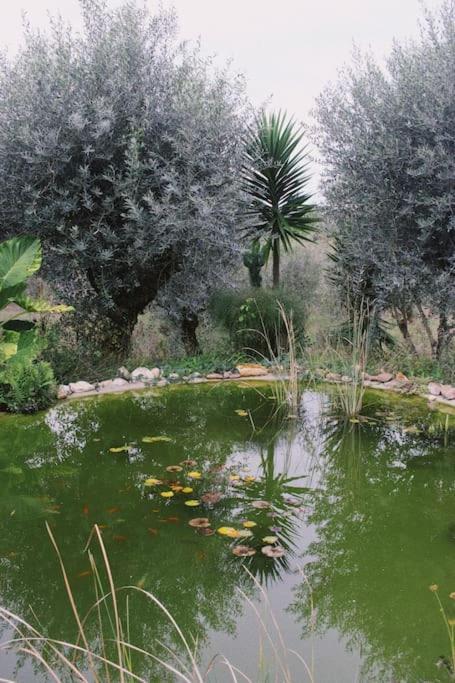 Casa Oliva - Casa Do Lago Porto de Mos  Bagian luar foto